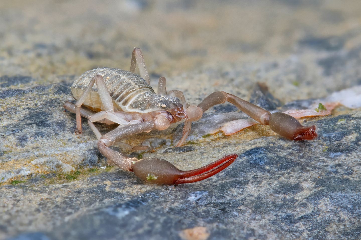Garypus sp.